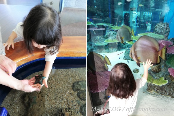 ヒトデを手に乗せる女の子の画像