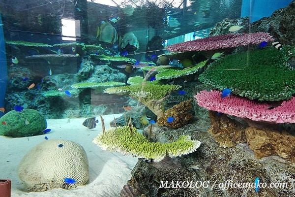 淡水魚の画像