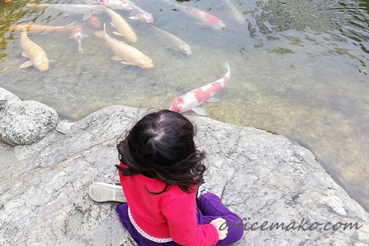 池の鯉を見ている女の子の画像